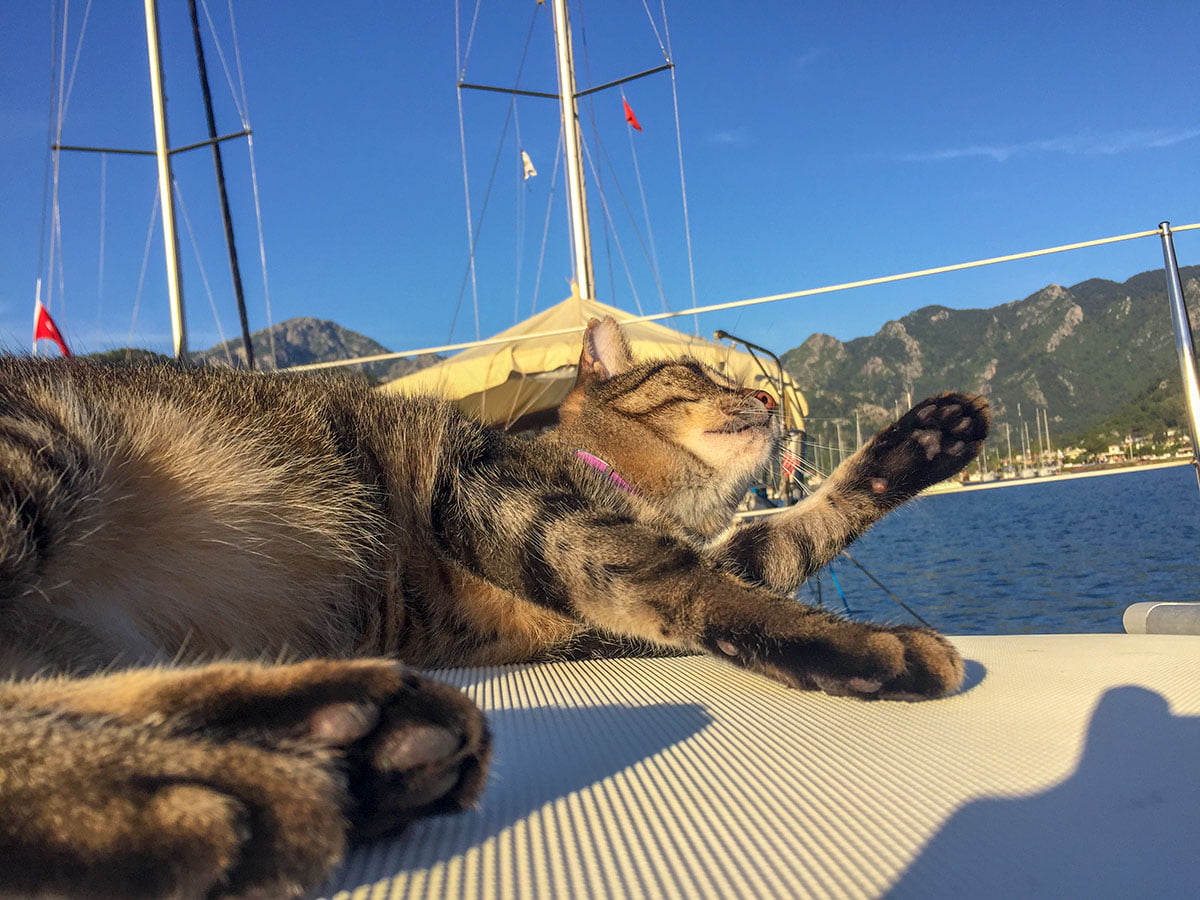 teknede kedi