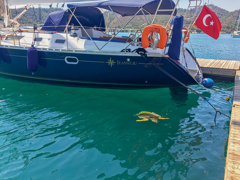 fethiye caretta