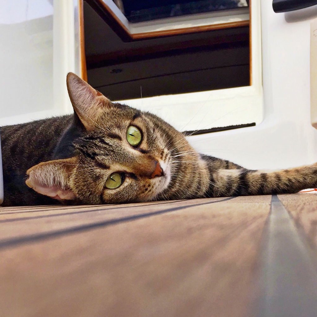 teknede fare olur mu teknede kedi