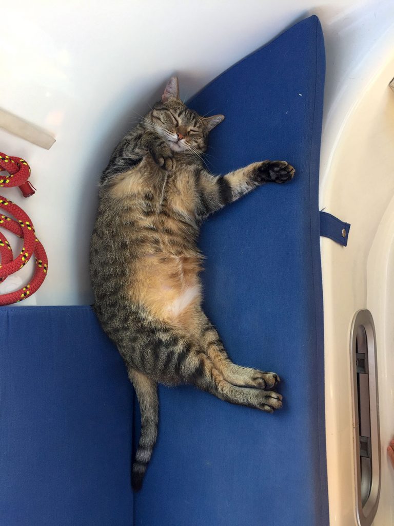 teknede kedi